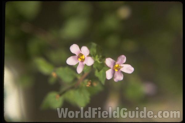 <br>(Location of Picture: Malott, Washington, USA)<br>(Location of Picture: Malott, Washington, USA)