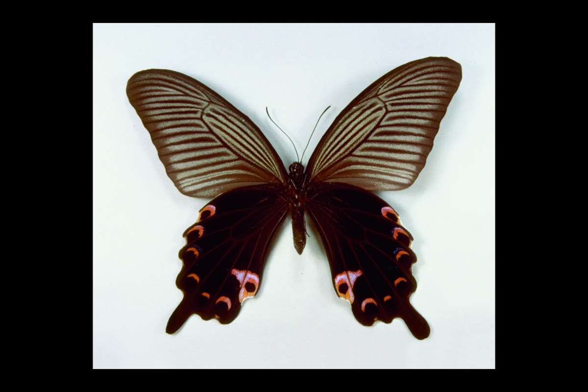 Male - Ventral<br>(Origin of the Specimen: Japan)