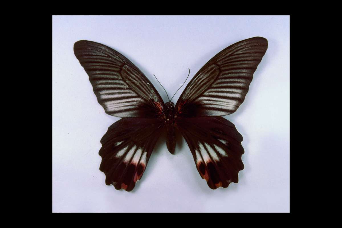 Female - Dorsal<br>(Origin of the Specimen: Saga City, Japan)