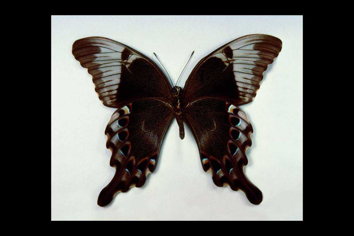 Male - Ventral<br>(Origin of the Specimen: Central Celebes)