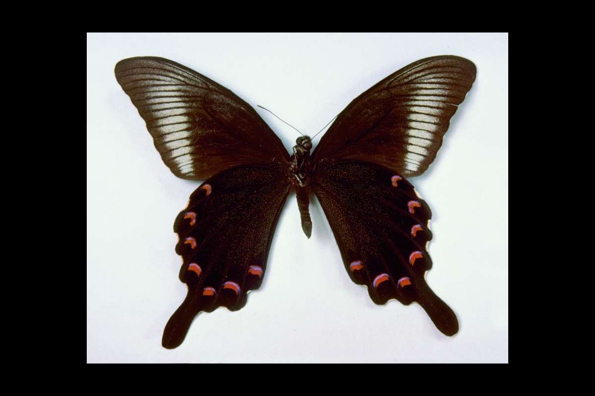 Male  ventral<br>(Origin of the Specimen: Gifu, Japan)