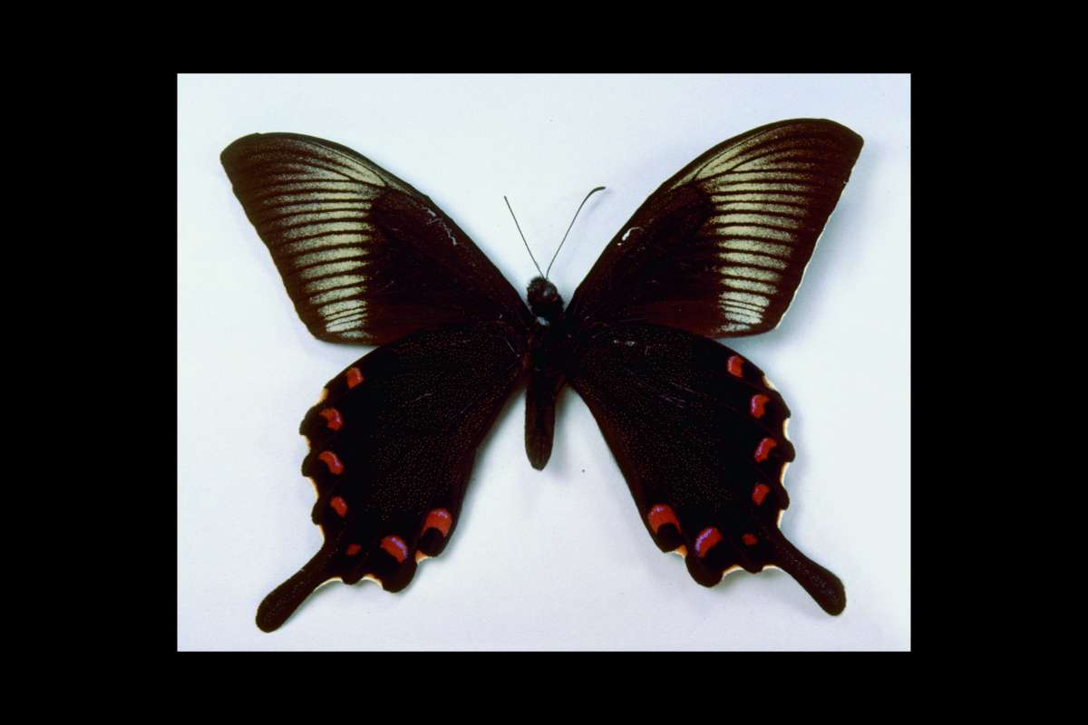 Male - Ventral<br>(Origin of the Specimen: Mt Takao, Tokyo, Japan)
