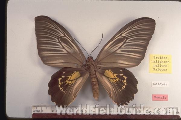 Female - Dorsal<br>(Origin of the Specimen: Saleyer)