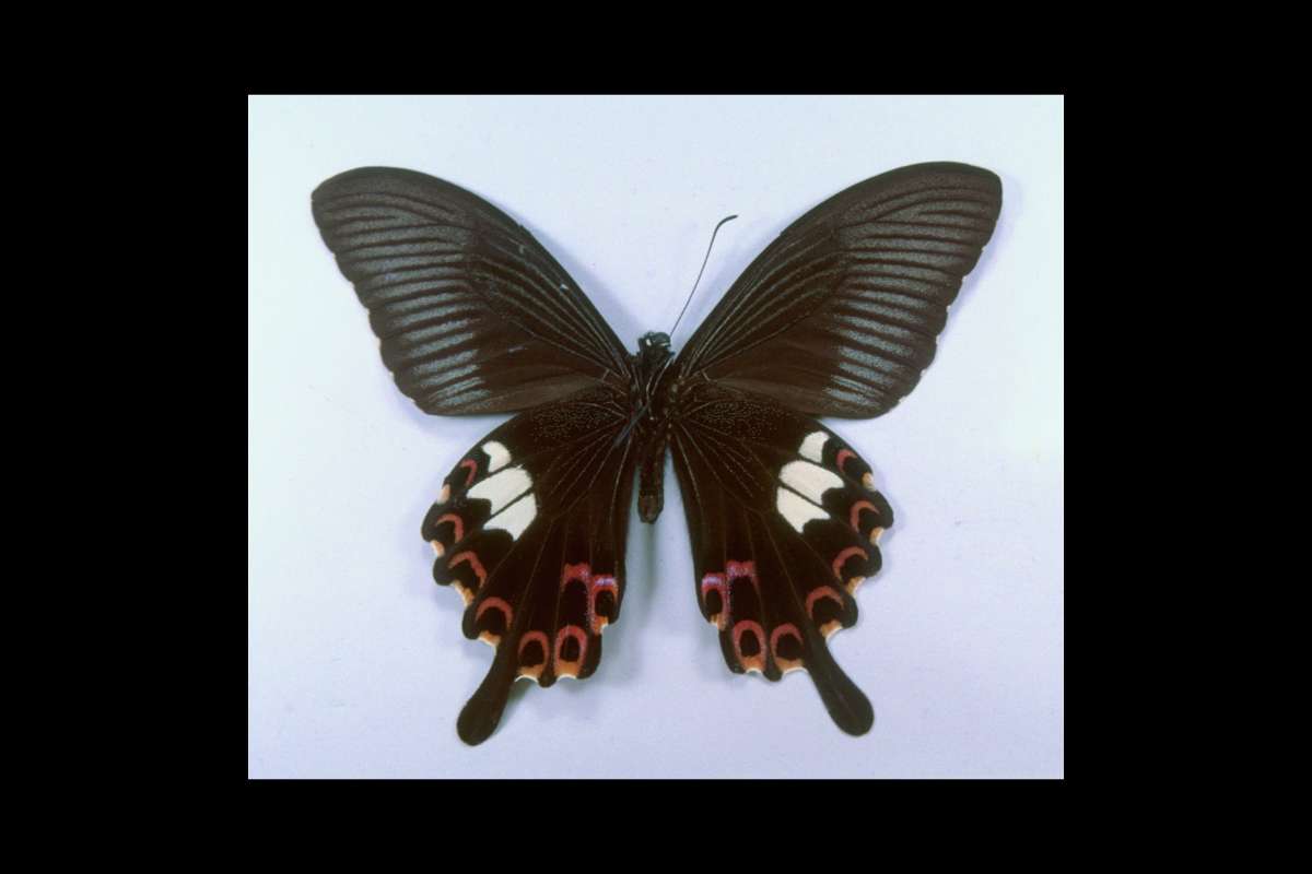 Male - Ventral<br>(Origin of the Specimen: Japan - Captured 1934)