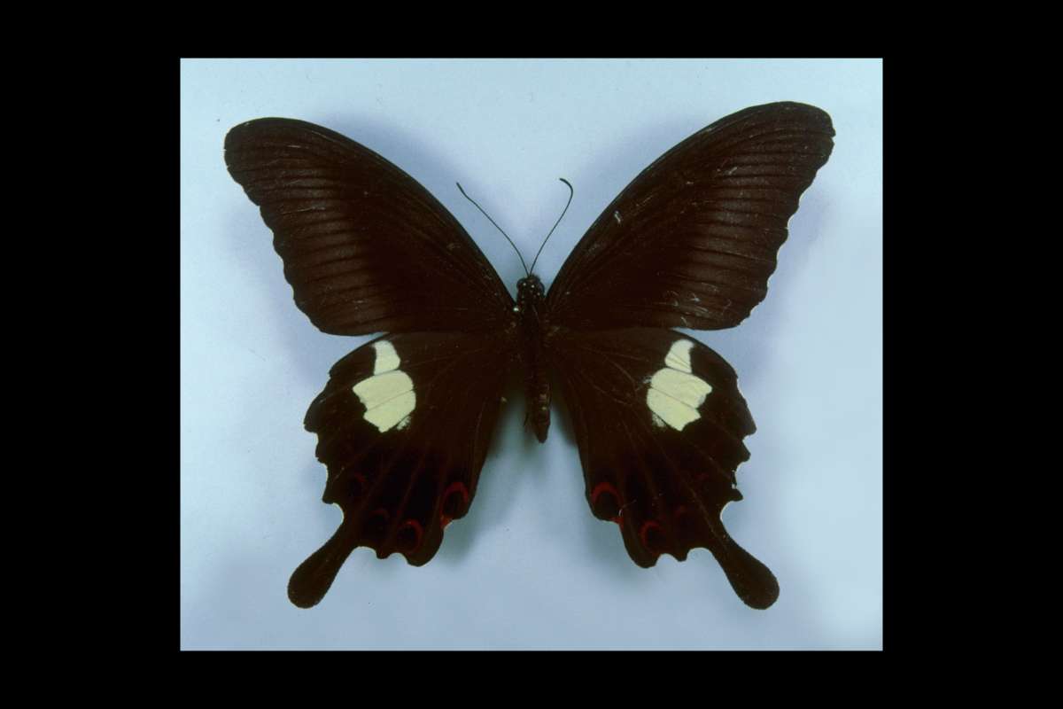 Female - Dorsal<br>(Origin of the Specimen: Japan)
