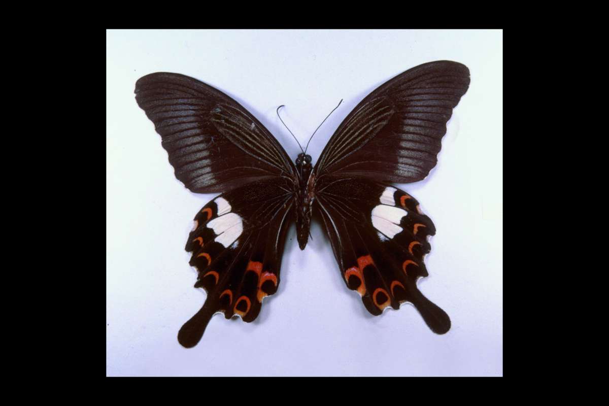 Female - Ventral<br>(Origin of the Specimen: Japan)