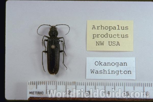 Dorsal View<br>(Origin of the Specimen: Okanogan, Washington, USA)