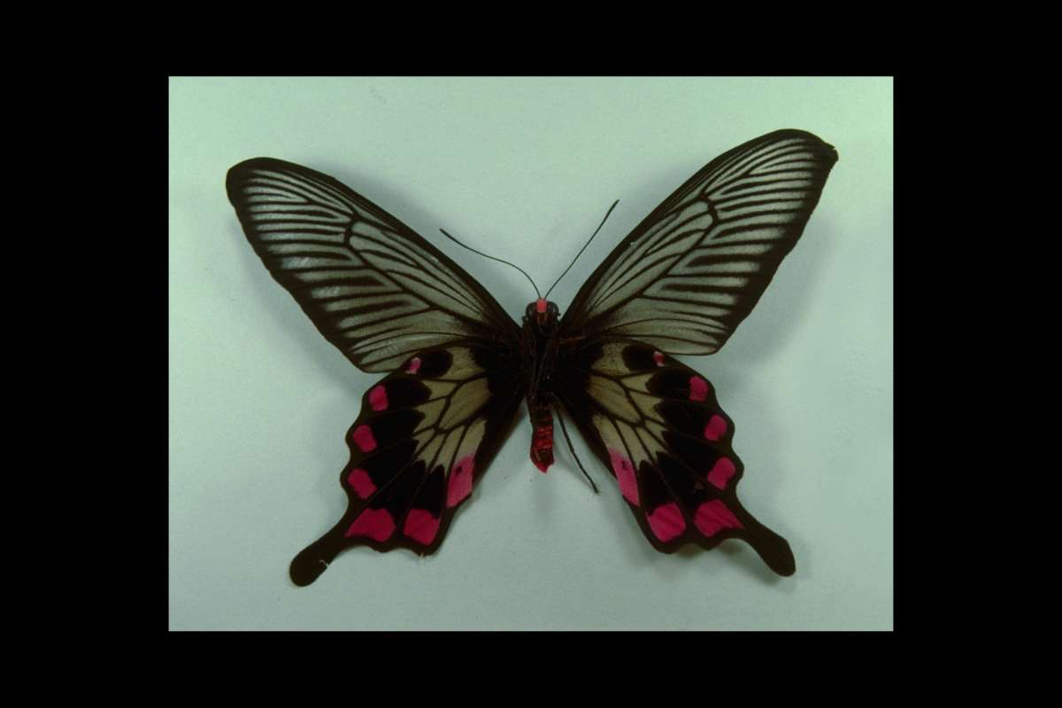 Male - Ventral<br>(Origin of the Specimen: Batuatas Isle)