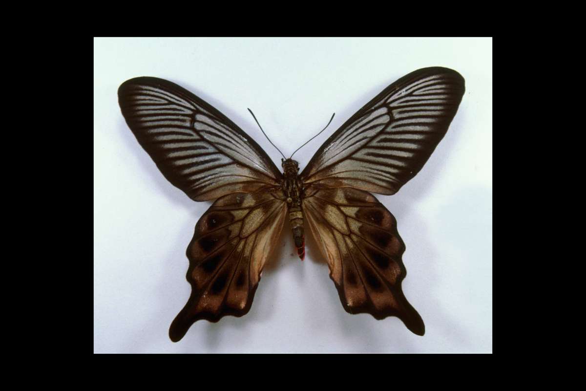 Female - Dorsal<br>(Origin of the Specimen: Batuatas Isle)