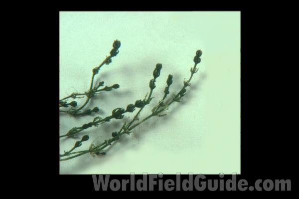 <br>(Origin of the Specimen: Wisconsin, USA)<br>(Origin of the Specimen: Wisconsin, USA)