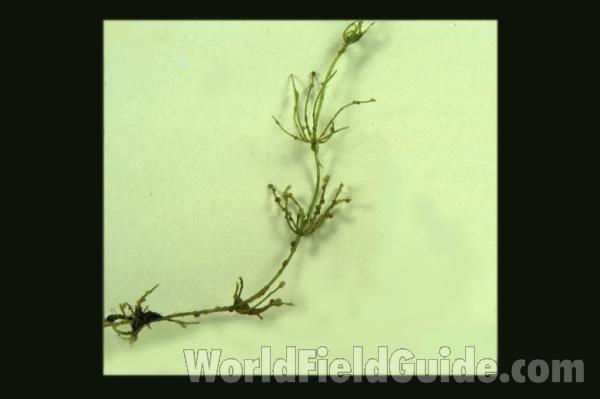 <br>(Origin of the Specimen: Round Lake, Il, USA)<br>(Origin of the Specimen: Round Lake, Il, USA)