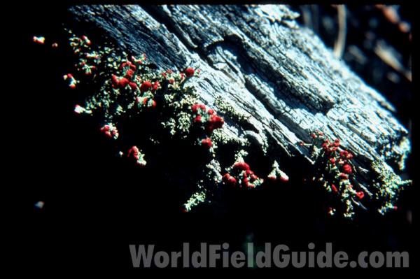 <br>(Location of Picture: Missouri, USA)<br>(Location of Picture: Missouri, USA)