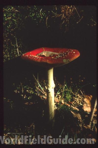Young<br>(Location of Picture: Onconully, Washington)<br>(Location of Picture: Germany, Europe)