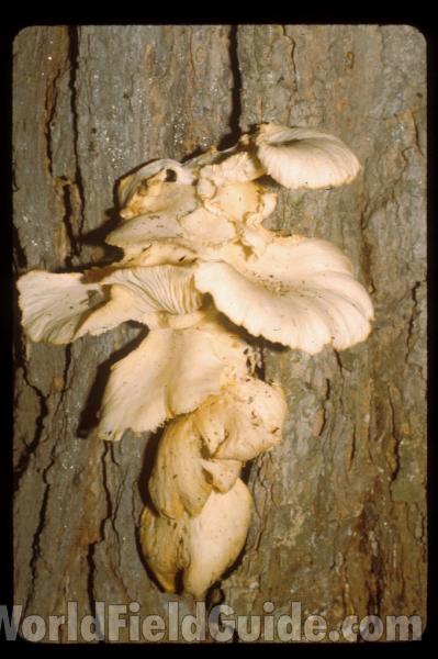 Underside View<br>(Location of Picture: Tiffany, Washington, USA)<br>(Location of Picture: Ohio, USA)