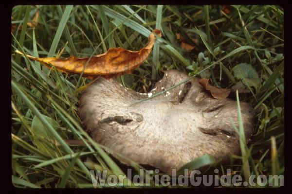 Old Specimen<br>(Location of Picture: Northern Illinois, USA)