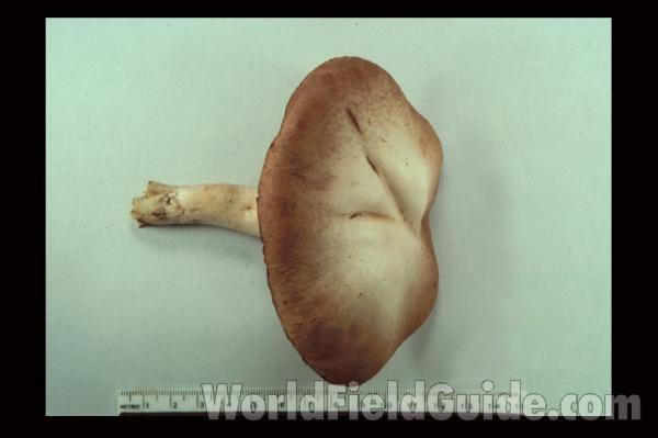 Close View Of Gills<br>(Location of Picture: Yard At Round Lake, May 20, 2006)