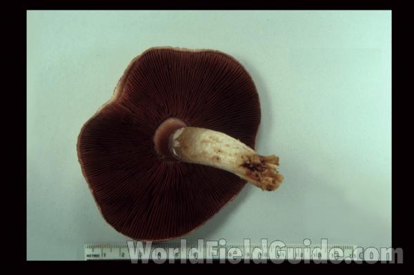 Close View Of Gills<br>(Location of Picture: Yard At Round Lake, May 20, 2006)
