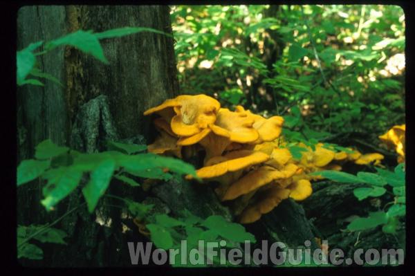 <br>(Location of Picture: Illinois, USA)<br>(Location of Picture: Illinois, USA)