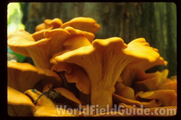 <br>(Location of Picture: Illinois, USA)<br>(Location of Picture: Illinois, USA)<br>(Location of Picture: Illinois, USA)