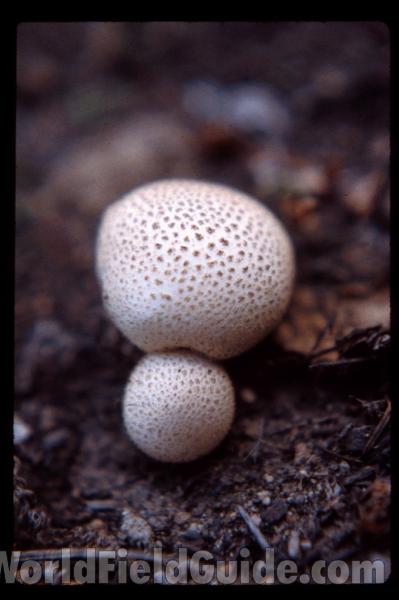 Young<br>(Location of Picture: Washington, USA)