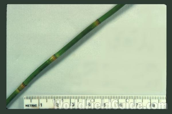 Mounted Stem