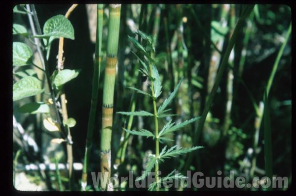 Habitat - Stem<br>(Location of Picture: Volo, Illinois, USA)