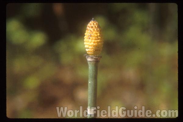 Fertile Top Of Stem in  Habitat<br>(Location of Picture: Mazama, Washington, USA)