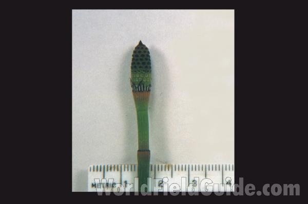 Mounted Fertile Stalk<br>(Origin of the Specimen: Winthrop Harbor, Il, USA)