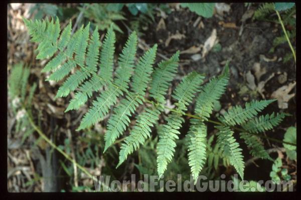 Frond<br>(Location of Picture: Garden, Chicago Area, USA)