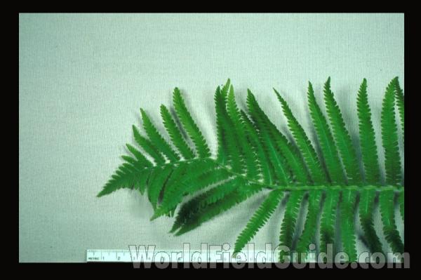 Top Of Leaf<br>(Origin of the Specimen: Garden, Round Lake, Illinois, USA)