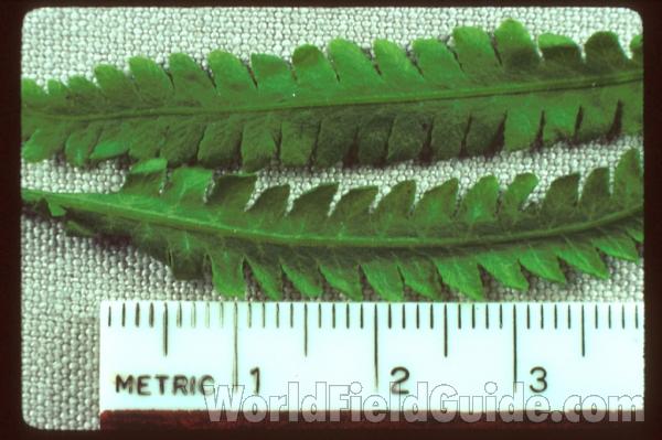 Leaflets - Very Close<br>(Location of Picture: Garden, Round Lake, Il, USA)