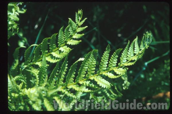 Frond Top<br>(Location of Picture: Volo Bog, Illinois, USA)