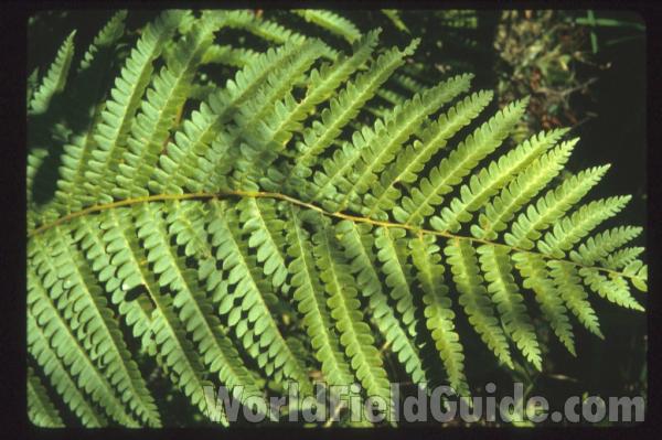 Frond Top - Close View<br>(Location of Picture: Volo Bog, Illinois, USA)