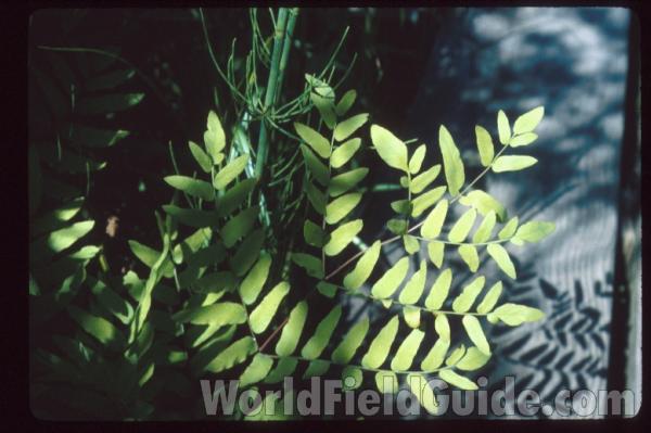 Reproductive Fronds<br>(Location of Picture: Glencoe Botanic Gardens, Il, USA)<br>(Location of Picture: Volo Bog, Illinois, USA)