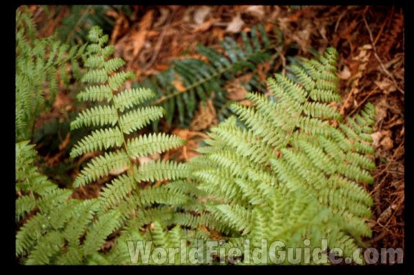 Fronds