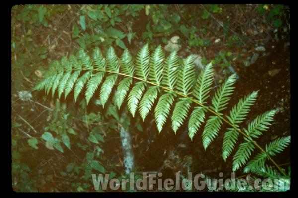 Frond<br>(Location of Picture: California, USA)
