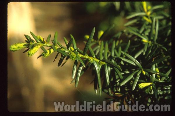 Needles<br>(Location of Picture: Glencoe Botanic Gardens, Il, USA)