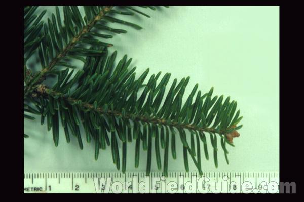 Twig and Needles - Close View