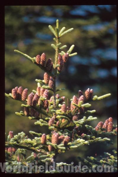 Top Of Tree With Numerous Cones<br>(Location of Picture: Appalachia, USA)