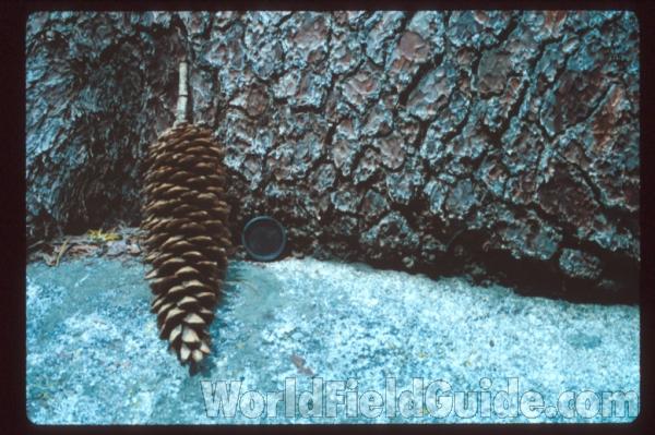 Cone<br>(Location of Picture: California, USA)