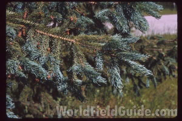 Twig<br>(Location of Picture: Door Co, Wisconsin, USA)