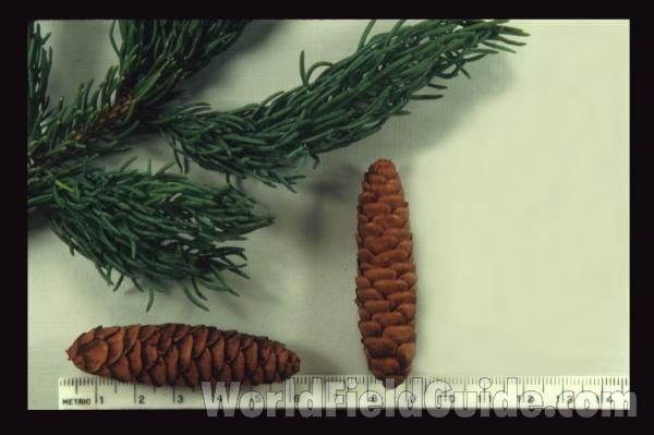 Twig and Cones - Mounted<br>(Origin of the Specimen: Door Co , Wisconsin, USA)