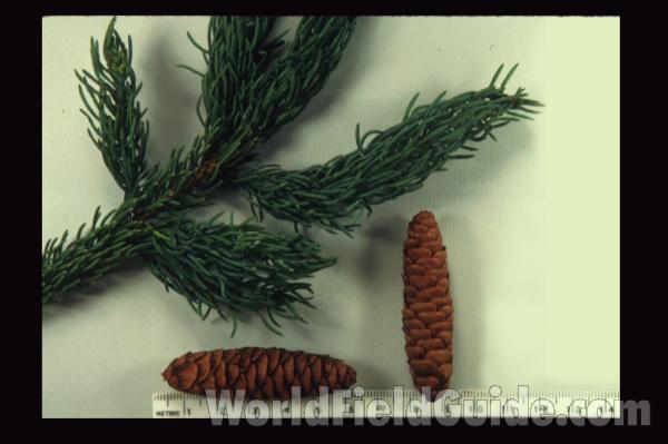 Branch and Cones - Mounted<br>(Origin of the Specimen: Door Co, Wisconsin, USA)