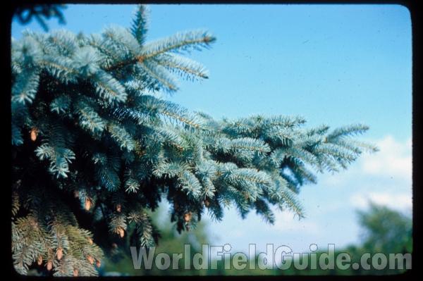 Branch