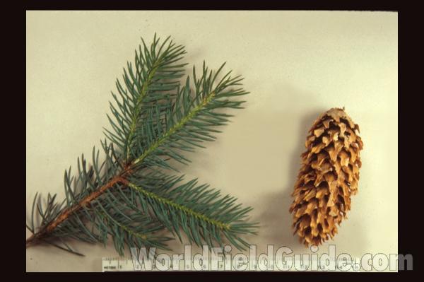 Cone and Twig - Mounted<br>(Origin of the Specimen: Ornamental, Illinois, USA)