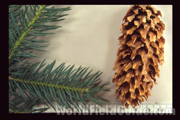 Cone and Twig - Mounted - Closest View<br>(Origin of the Specimen: Ornamental, Illinois, USA)