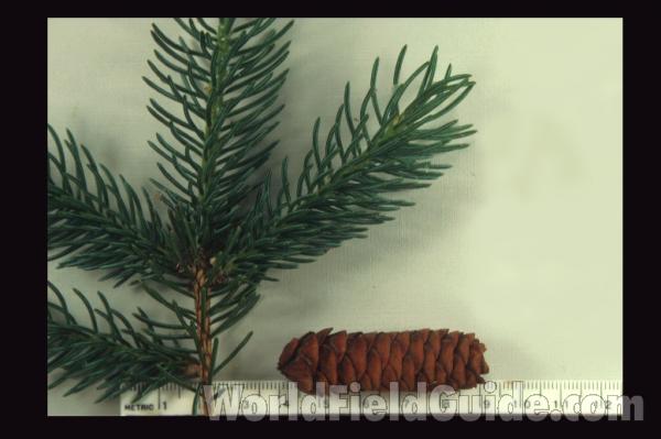 Twig and Cone - Landscape Tree<br>(Origin of the Specimen: Round Lake, Illinois, USA)