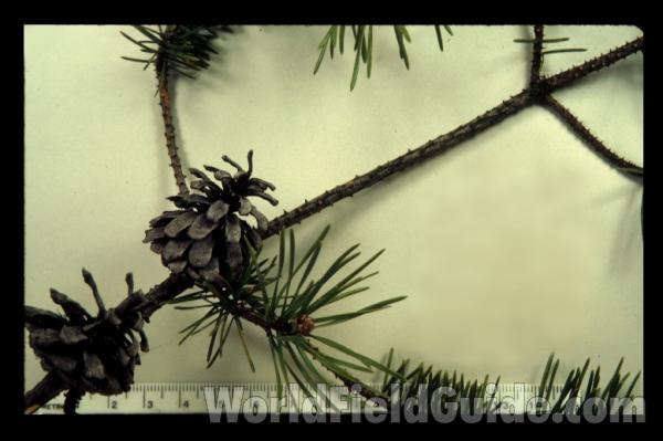 Branch With Old Cones - Mounted<br>(Origin of the Specimen: Macdonald Woods, March 8, 1967)