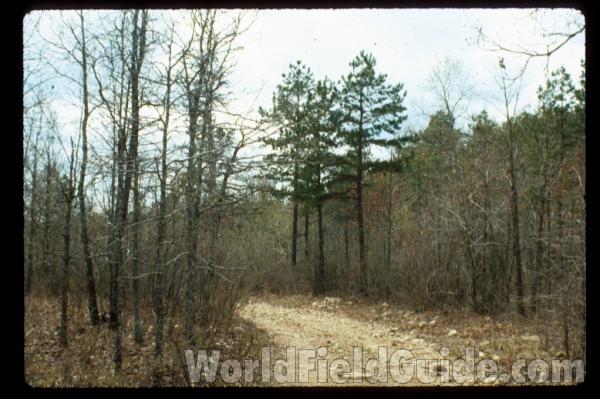 Younger Trees in  Habitat<br>(Location of Picture: Grandin Missouri, USA)