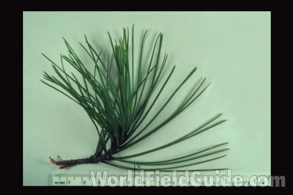 Paired Needles<br>(Origin of the Specimen: Grandin, Missouri)